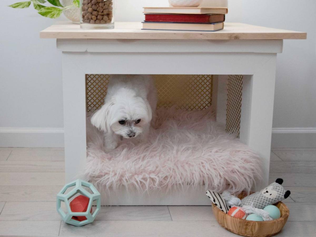 A small brown poodle puppy sits in a large blue pet bed in a blue room.