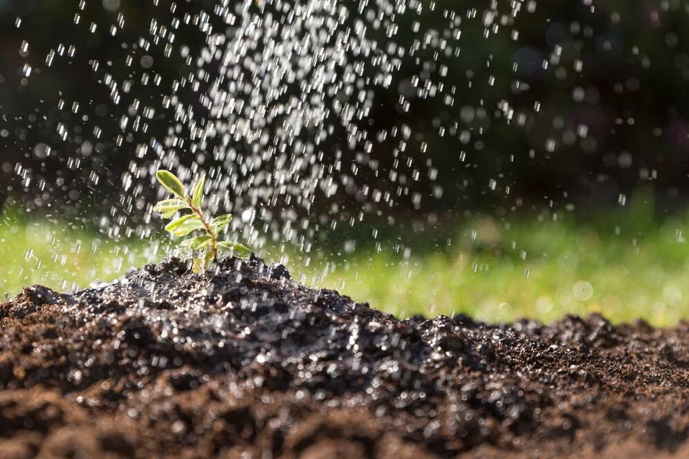 A young plant sprouting from soil with water droplets falling on it, illuminated by sunlight.