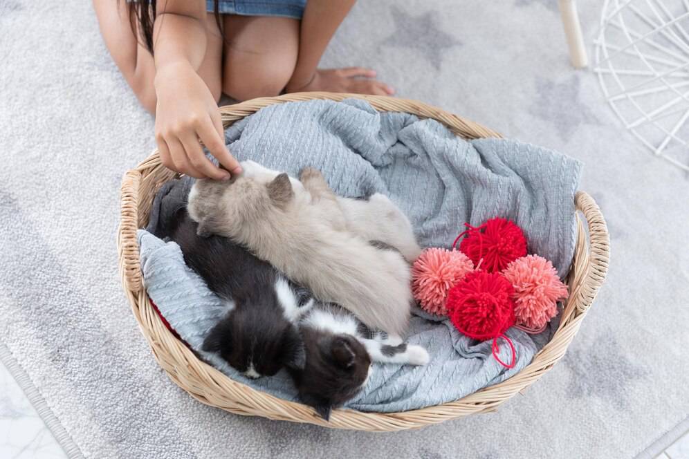 A woman pets kittens in a basket with soft bedding and colorful yarn balls.