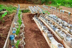 Rows of young plants growing in upcycled plastic bottles aligned on wooden planks in a garden.