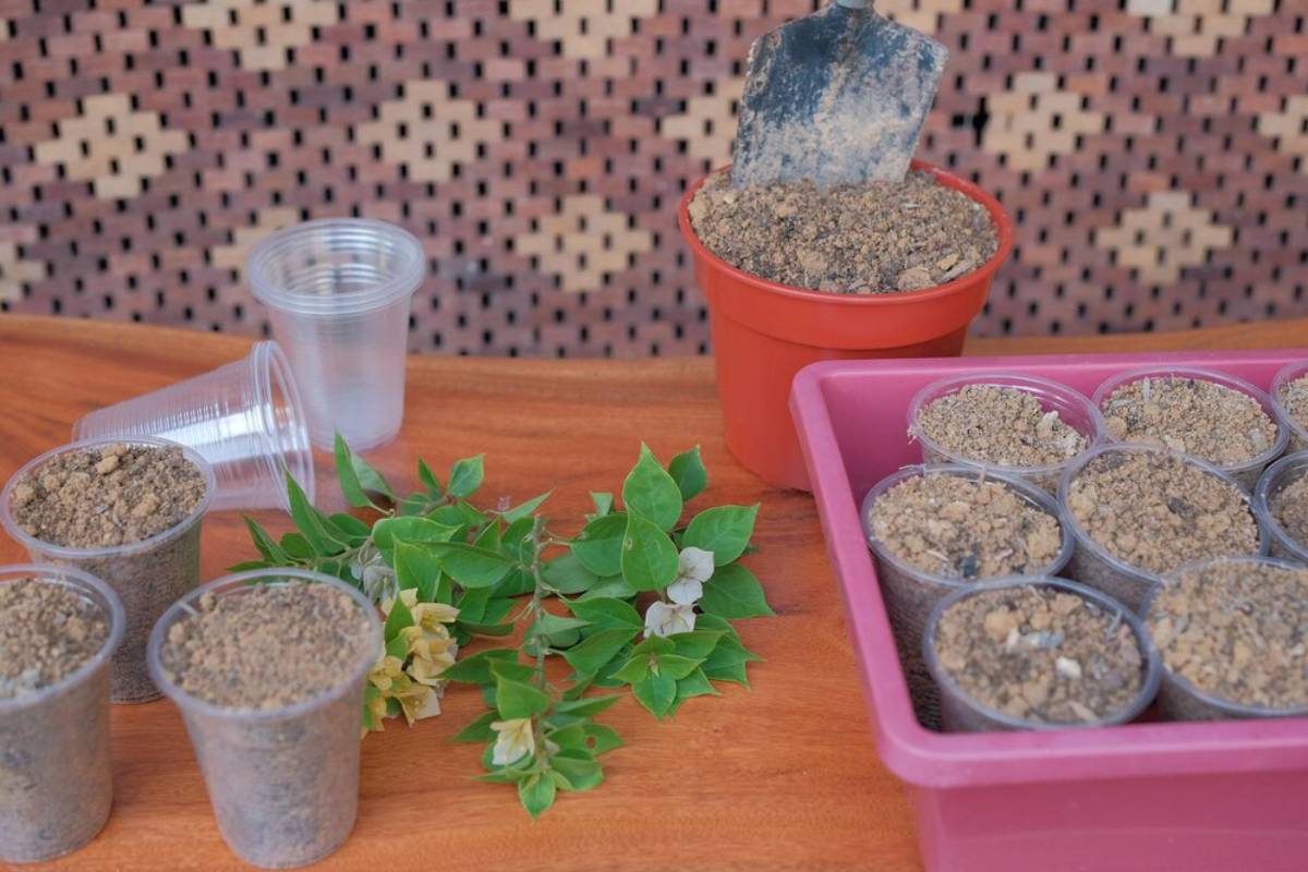 Gardening table with soil, plants, and pots for planting activities, with a wicker background.